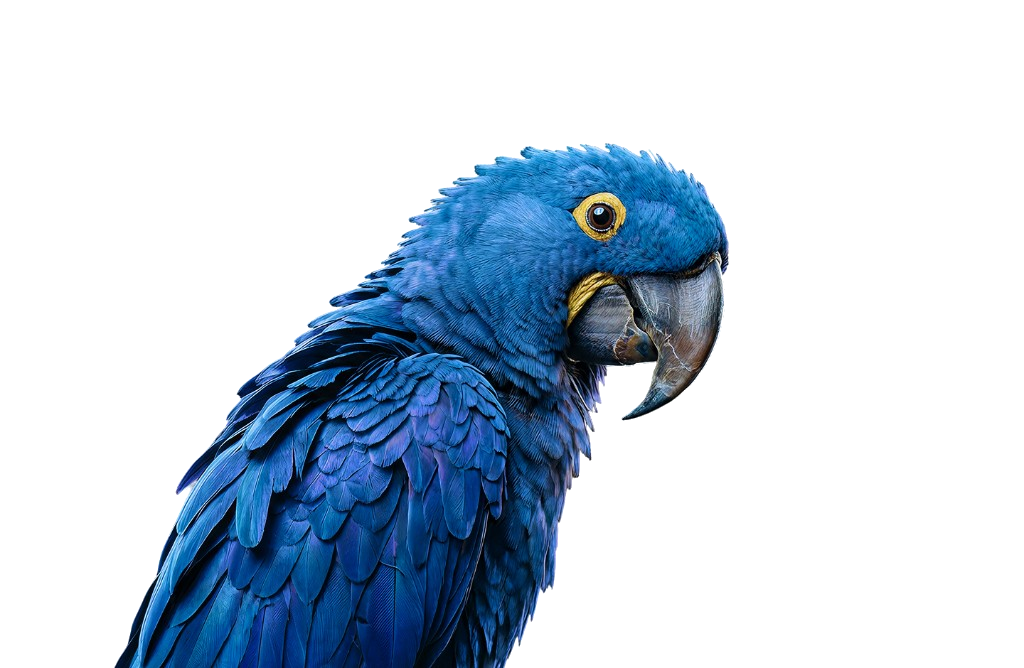 Hyacinth macaw